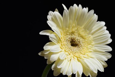 güzel sarı gerbera çiçeği siyah arkaplanda 