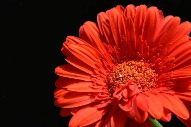 güzel sarı gerbera çiçeği siyah arkaplanda 