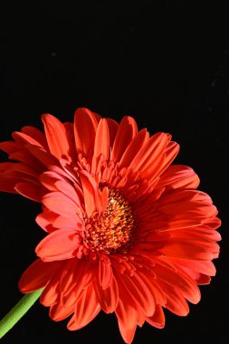 güzel sarı gerbera çiçeği siyah arkaplanda 