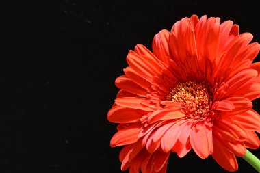 güzel sarı gerbera çiçeği siyah arkaplanda 