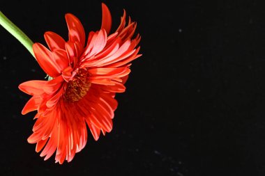 güzel sarı gerbera çiçeği siyah arkaplanda 