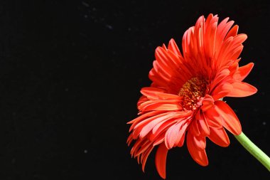 güzel sarı gerbera çiçeği siyah arkaplanda 