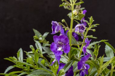 Güzel çiçeklerin yakın çekim görüntüsü, doğa konsepti arka plan 