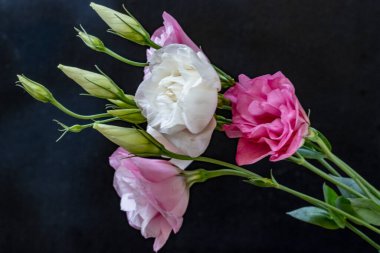 Östoma çiçeklerini siyah arkaplanda kapat