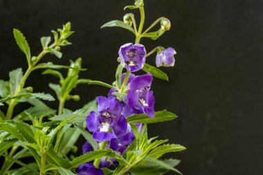 Güzel çiçeklerin yakın çekim görüntüsü, doğa konsepti arka plan 