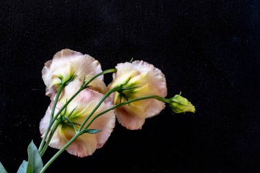 Östoma çiçeklerini siyah arkaplanda kapat