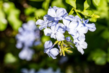Güzel çiçeklerin yakın çekim görüntüsü, doğa konsepti arka plan 