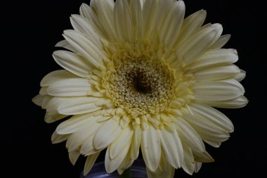 güzel sarı gerbera çiçeği siyah arkaplanda 