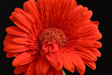 güzel sarı gerbera çiçeği siyah arkaplanda 