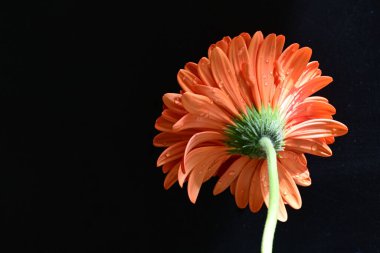 güzel sarı gerbera çiçeği siyah arkaplanda 