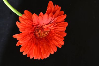 güzel sarı gerbera çiçeği siyah arkaplanda 