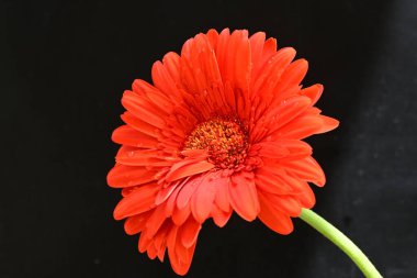 güzel sarı gerbera çiçeği siyah arkaplanda 