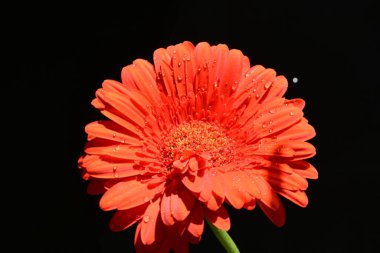 güzel sarı gerbera çiçeği siyah arkaplanda 