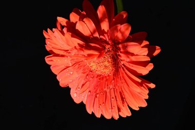 güzel sarı gerbera çiçeği siyah arkaplanda 