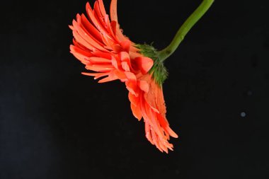 güzel sarı gerbera çiçeği siyah arkaplanda 