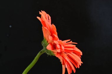 güzel sarı gerbera çiçeği siyah arkaplanda 