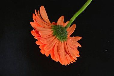 güzel sarı gerbera çiçeği siyah arkaplanda 