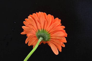 güzel sarı gerbera çiçeği siyah arkaplanda 