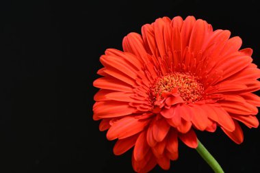 güzel sarı gerbera çiçeği siyah arkaplanda 