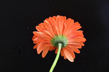 güzel sarı gerbera çiçeği siyah arkaplanda 
