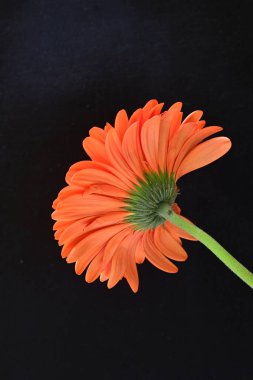 güzel sarı gerbera çiçeği siyah arkaplanda 