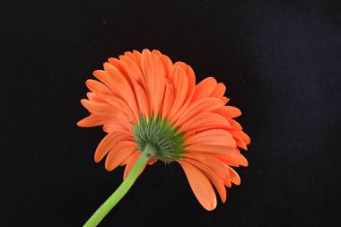 Karanlık arka planda güzel Gerbera çiçeği, yaz konsepti, yakın görüş 