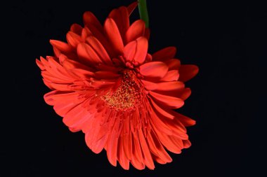 Karanlık arka planda güzel Gerbera çiçeği, yaz konsepti, yakın görüş 