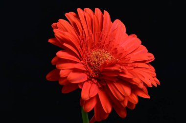 Karanlık arka planda güzel Gerbera çiçeği, yaz konsepti, yakın görüş 