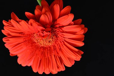Karanlık arka planda güzel Gerbera çiçeği, yaz konsepti, yakın görüş 