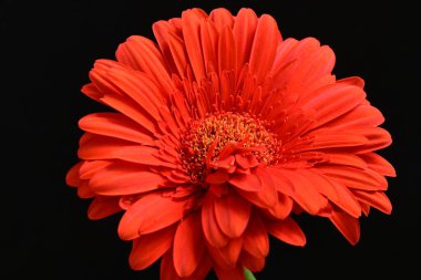 Karanlık arka planda güzel Gerbera çiçeği, yaz konsepti, yakın görüş 
