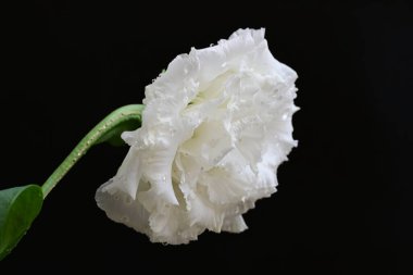 siyah zemin güzel eustoma çiçek