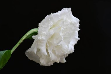 siyah zemin güzel eustoma çiçek