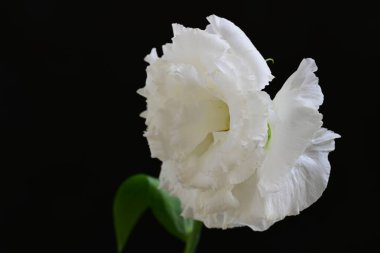 siyah zemin güzel eustoma çiçek