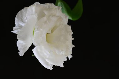 siyah zemin güzel eustoma çiçek