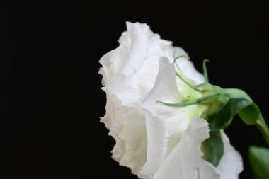 siyah zemin güzel eustoma çiçek