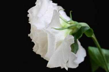 siyah zemin güzel eustoma çiçek