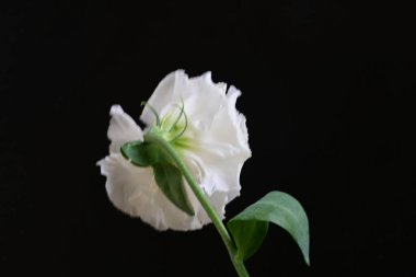 siyah zemin güzel eustoma çiçek