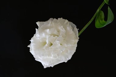 siyah zemin güzel eustoma çiçek