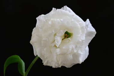 siyah zemin güzel eustoma çiçek