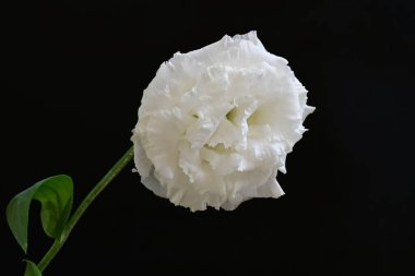 siyah zemin güzel eustoma çiçek