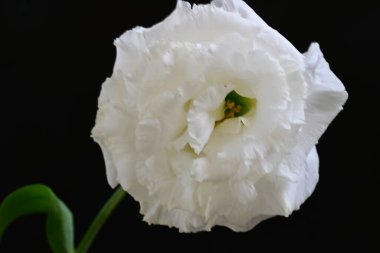 siyah zemin güzel eustoma çiçek