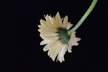 Karanlık arka planda güzel Gerbera çiçeği, yaz konsepti, yakın görüş 