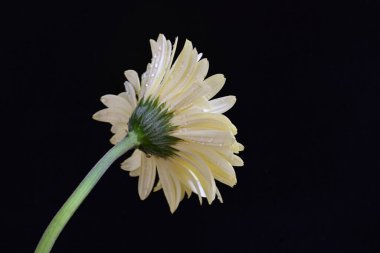 Karanlık arka planda güzel Gerbera çiçeği, yaz konsepti, yakın görüş 