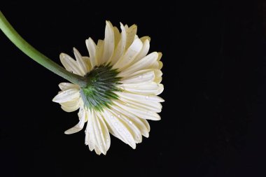 güzel sarı gerbera çiçeği siyah arkaplanda 