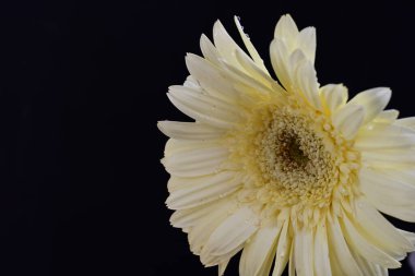 Karanlık arka planda güzel Gerbera çiçeği, yaz konsepti, yakın görüş 