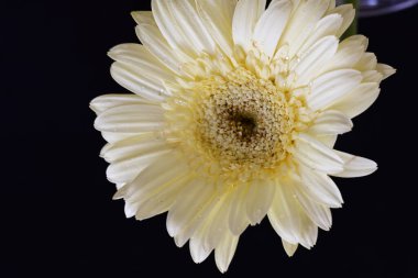 Karanlık arka planda güzel Gerbera çiçeği, yaz konsepti, yakın görüş 