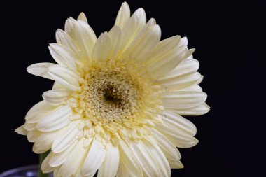 Karanlık arka planda güzel Gerbera çiçeği, yaz konsepti, yakın görüş 