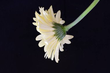 Karanlık arka planda güzel Gerbera çiçeği, yaz konsepti, yakın görüş 