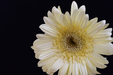 Karanlık arka planda güzel Gerbera çiçeği, yaz konsepti, yakın görüş 