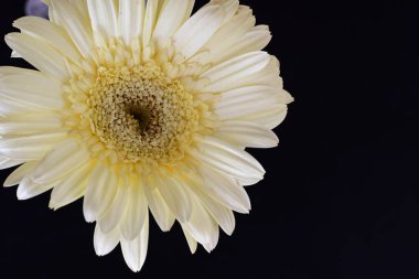 Karanlık arka planda güzel Gerbera çiçeği, yaz konsepti, yakın görüş 